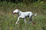 DOGUE ARGENTIN 035